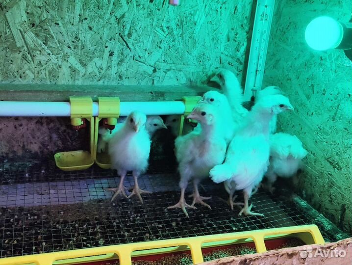 Цыплята бройлер