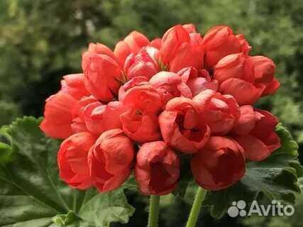 Пеларгония тюльпановидная,Ред Пандора