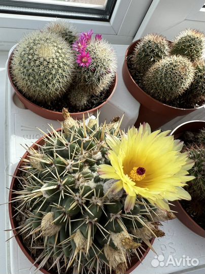 Кактус цветущий