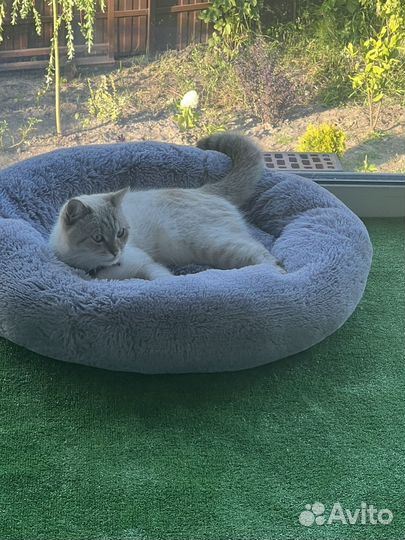 Передержка домашних животных