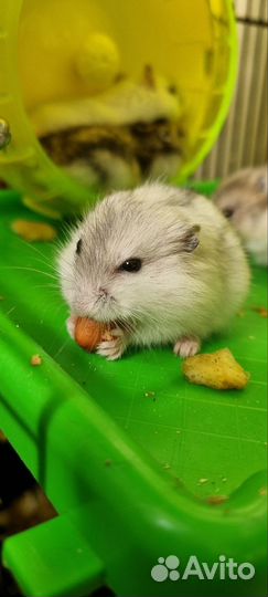 Джунгарский хомяк