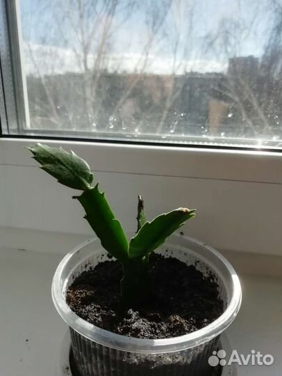 Продаю Декабрист шлюмбергера белый