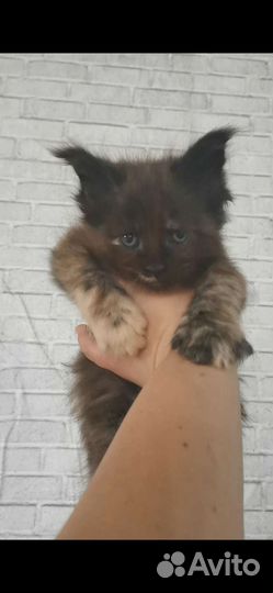 Котята мейн-кун