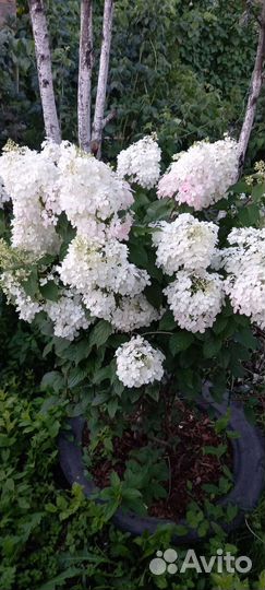 Гортензия метельчатая ванила фрайз