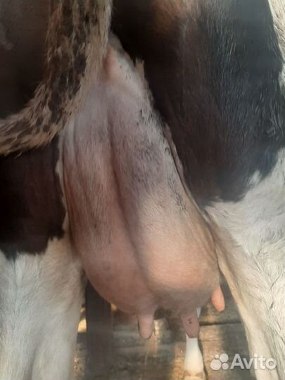 Корова-первотелка