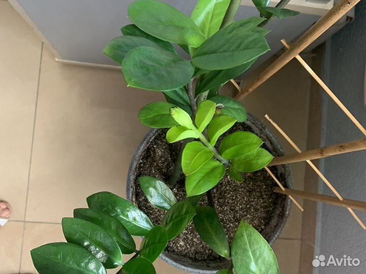 Замиокулькас