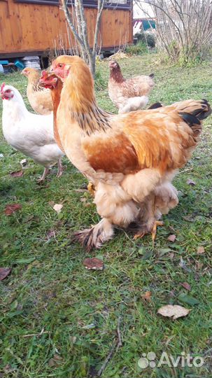 Петух Брама