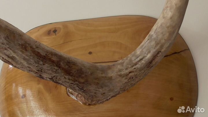 Рога лося на стену