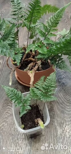 Папоротник Даваллия