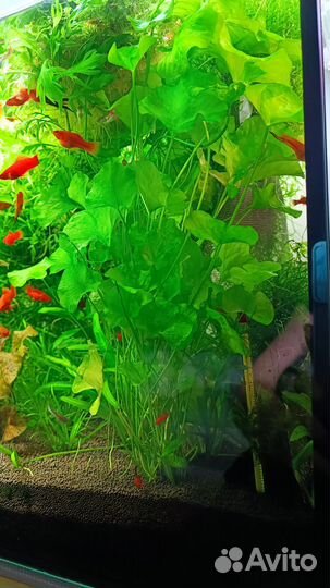 Меченосцы, гуппи