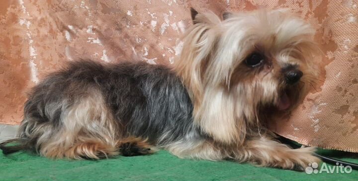 Йоркширский терьер мини