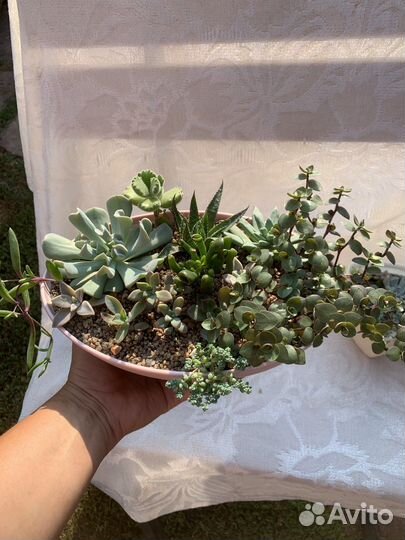 Кактусы и суккуленты, флорариум