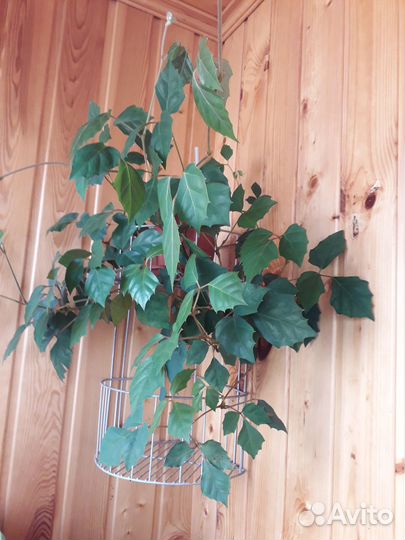 Вьющийся виноград. Тенелюбивый