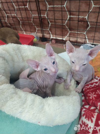 Донской сфинкс котята