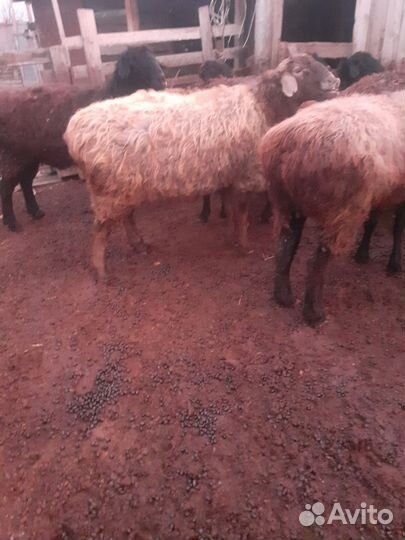 Овцы курдючные 3хлетки котные