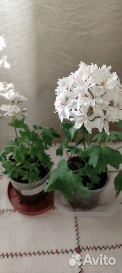 Звездчатая пеларгония (герань). Стеллар