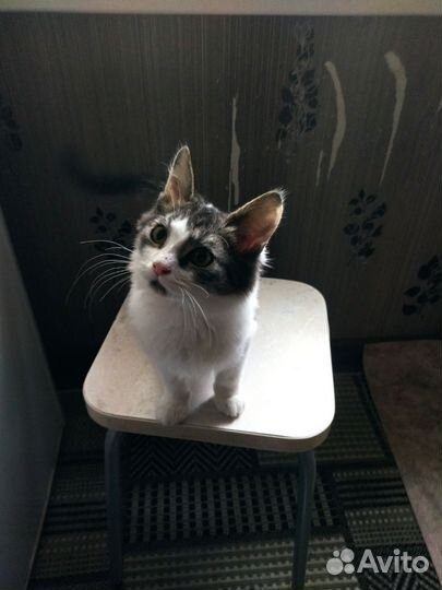 Котенок мальчик