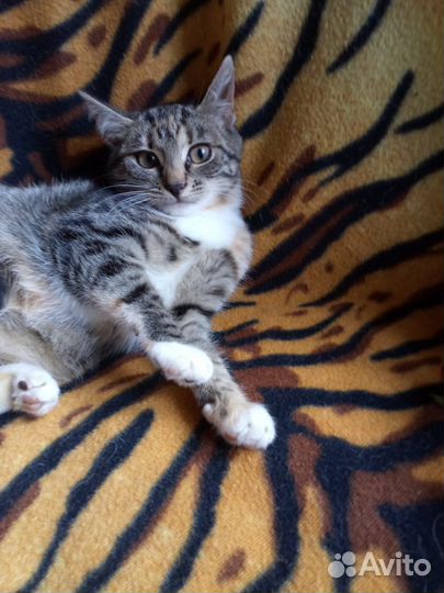 Котята в добрые руки бесплатно