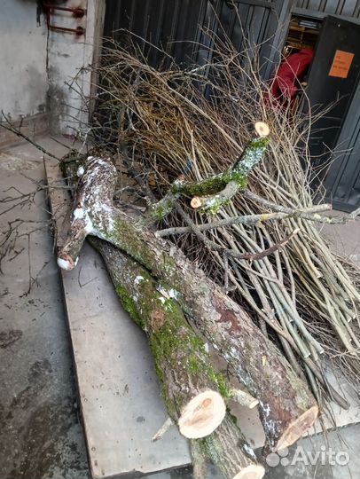 Коряги для интерьера