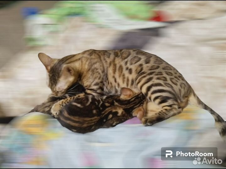 Бенгальский котенок с документами