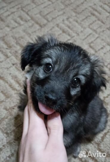 Щенок - девочка (1 мес) отдам бесплатно