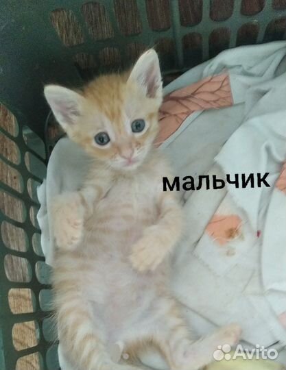 Котята в добрые руки бесплатно