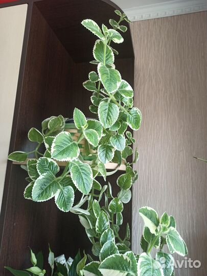 Комнатная мята