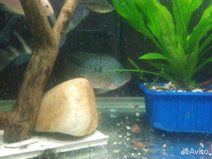 Аквариумные рыбки