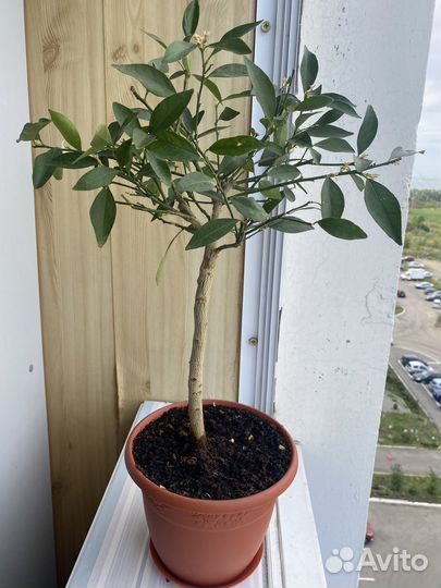 Лимонное дерево с плодами