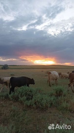 Бычки коровы телятв