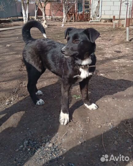 Щенок в дар