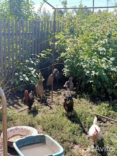 Индийский бегунок