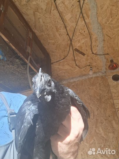 Продам петуха редкой породы аям цемани