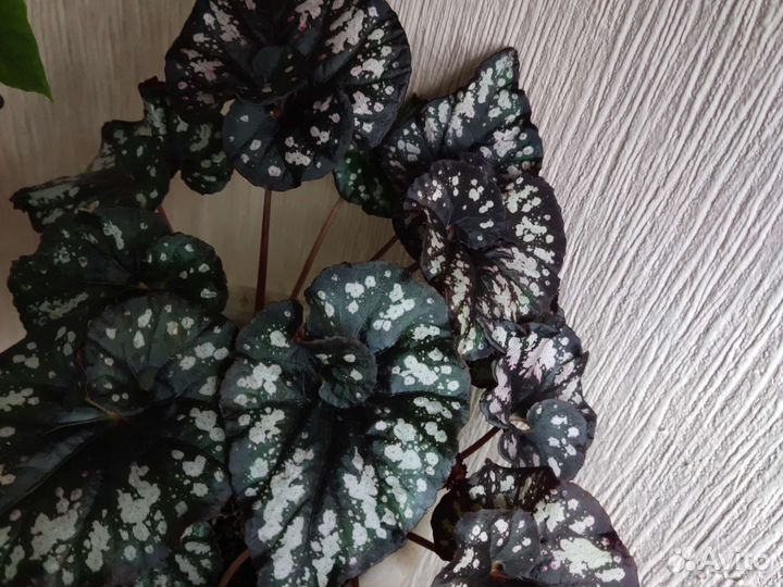 Кротоны. Пальма. Эчеверия. Бегония. Экзотические