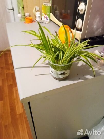 Хлорофитум