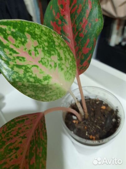 Аглаонемы разные