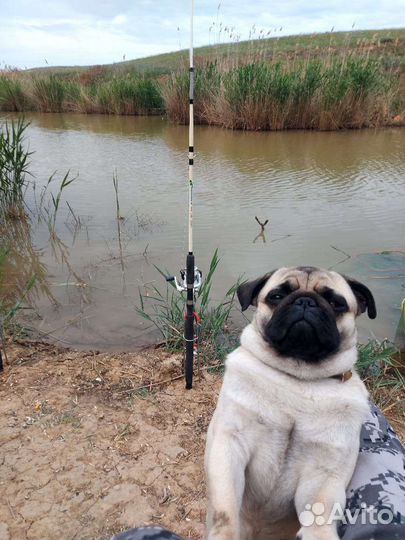 Вязка мальчик