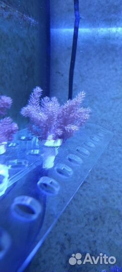 Морские кораллы