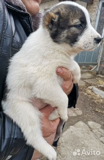 Среднеазиатская овчарка