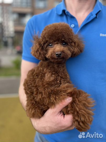 Вязка Тикап Той Пудель Китай