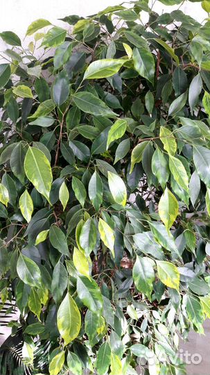 Фикусы на срез и укорененные