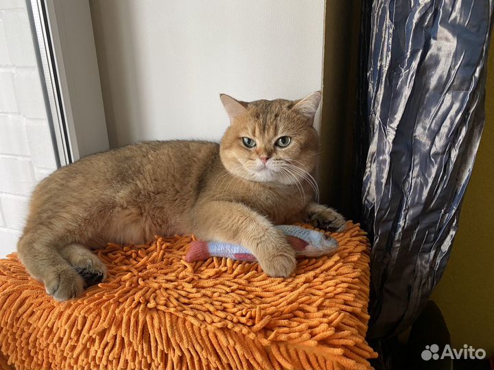 Кот для вязки