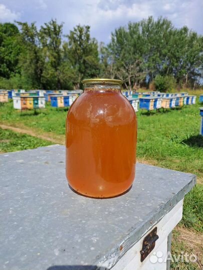 Мед подсолнечный оптом
