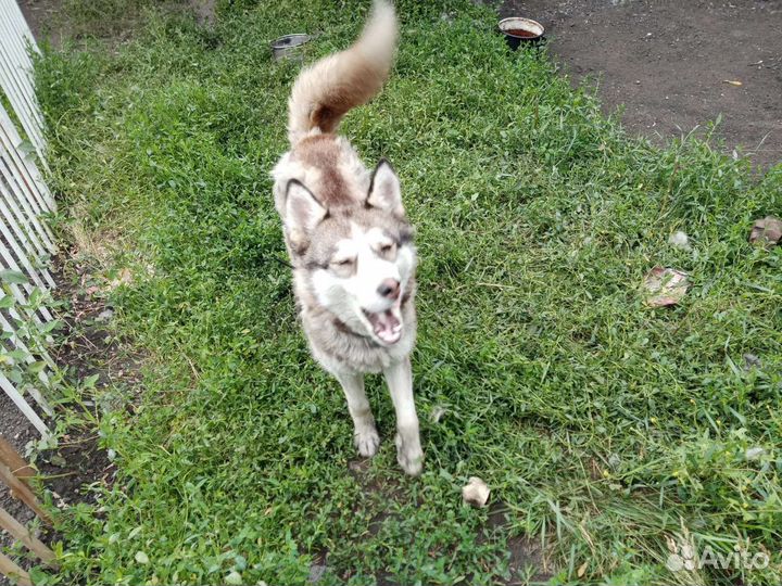 Хаски-девочка в добрые руки