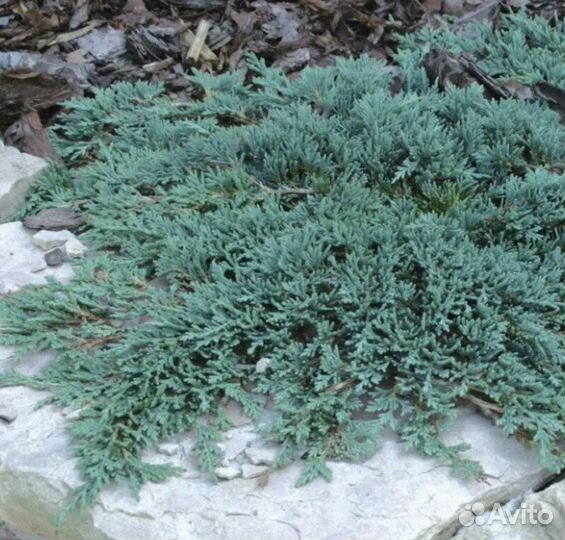 Можжевельник стелящийся для дачи