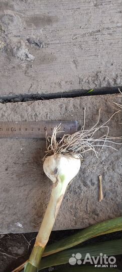 Чеснок деревенский