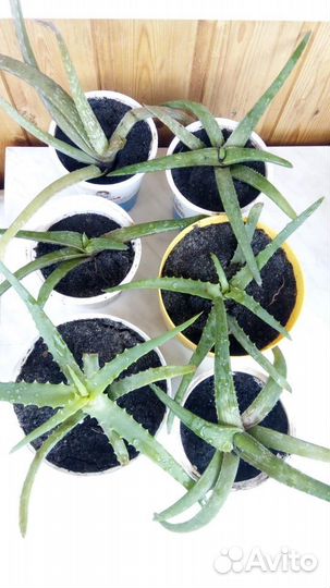 Цветы алоэ вера столетник все виды