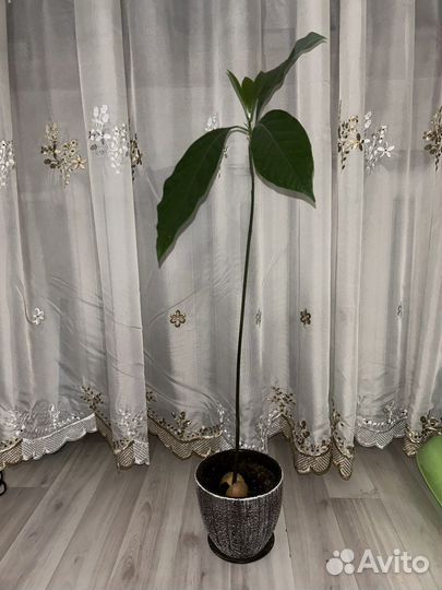 Авокадо дерево