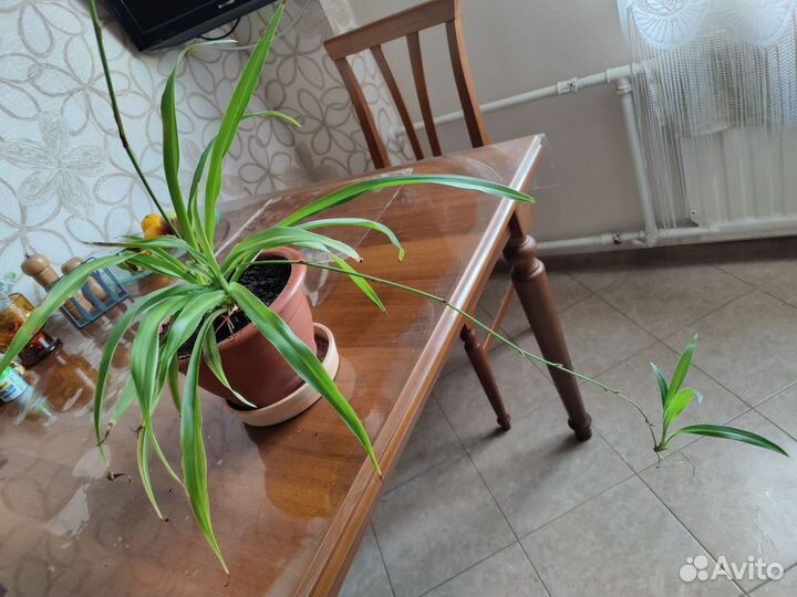 Хлорофитум комнатный цветок