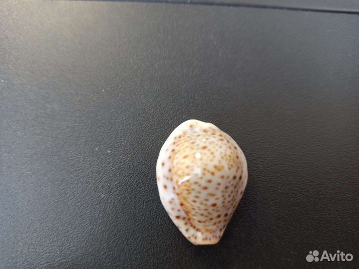 Морская раковина